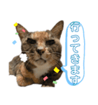 【実写】白猫のハク☆実家ファミリー（個別スタンプ：6）
