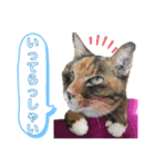 【実写】白猫のハク☆実家ファミリー（個別スタンプ：7）
