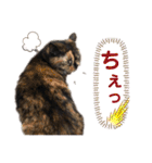 【実写】白猫のハク☆実家ファミリー（個別スタンプ：9）