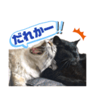 【実写】白猫のハク☆実家ファミリー（個別スタンプ：14）