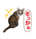 【実写】白猫のハク☆実家ファミリー（個別スタンプ：15）