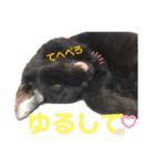 【実写】白猫のハク☆実家ファミリー（個別スタンプ：19）