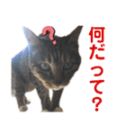 【実写】白猫のハク☆実家ファミリー（個別スタンプ：22）