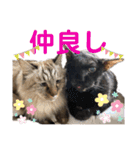 【実写】白猫のハク☆実家ファミリー（個別スタンプ：24）