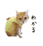 ねこ(ひたすらかわいい)2（個別スタンプ：10）