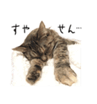 ねこ(ひたすらかわいい)2（個別スタンプ：14）