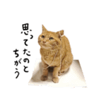 ねこ(ひたすらかわいい)2（個別スタンプ：24）