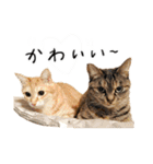 ねこ(ひたすらかわいい)2（個別スタンプ：30）