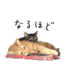 ねこ(ひたすらかわいい)2（個別スタンプ：36）