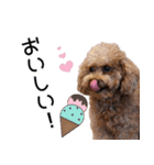 chi chan the toy poodle PT.2（個別スタンプ：1）