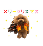 chi chan the toy poodle PT.2（個別スタンプ：2）