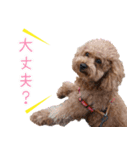 chi chan the toy poodle PT.2（個別スタンプ：3）