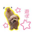 chi chan the toy poodle PT.2（個別スタンプ：4）