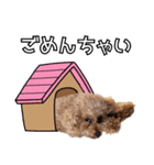 chi chan the toy poodle PT.2（個別スタンプ：5）