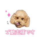 chi chan the toy poodle PT.2（個別スタンプ：6）