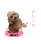 chi chan the toy poodle PT.2（個別スタンプ：7）