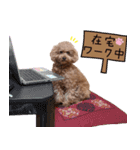 chi chan the toy poodle PT.2（個別スタンプ：9）