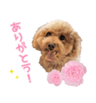 chi chan the toy poodle PT.2（個別スタンプ：10）