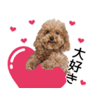 chi chan the toy poodle PT.2（個別スタンプ：11）
