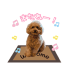 chi chan the toy poodle PT.2（個別スタンプ：12）