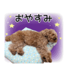 chi chan the toy poodle PT.2（個別スタンプ：13）