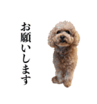 chi chan the toy poodle PT.2（個別スタンプ：14）