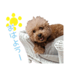 chi chan the toy poodle PT.2（個別スタンプ：15）