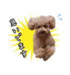 chi chan the toy poodle PT.2（個別スタンプ：16）