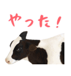 いきもの大好き！ほほえみフレンズ（個別スタンプ：21）