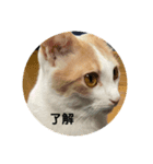 猫どものスタンプ（個別スタンプ：1）