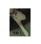 猫どものスタンプ（個別スタンプ：5）