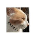 猫どものスタンプ（個別スタンプ：8）