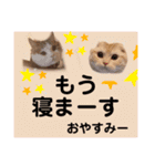 らぶcats♡（個別スタンプ：9）