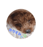 トイプードルのくぅちゃんです（個別スタンプ：3）