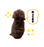 トイプードルのくぅちゃんです（個別スタンプ：5）