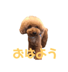 レオン(444)（個別スタンプ：1）