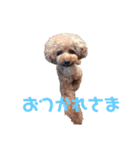 レオン(444)（個別スタンプ：3）