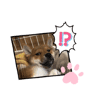 柴犬はなちゃんでーす（個別スタンプ：2）