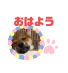 柴犬はなちゃんでーす（個別スタンプ：3）