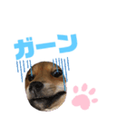柴犬はなちゃんでーす（個別スタンプ：4）