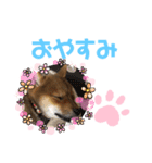 柴犬はなちゃんでーす（個別スタンプ：5）