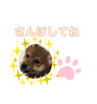 柴犬はなちゃんでーす（個別スタンプ：6）