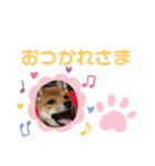 柴犬はなちゃんでーす（個別スタンプ：7）