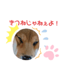 柴犬はなちゃんでーす（個別スタンプ：8）