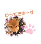 柴犬はなちゃんでーす（個別スタンプ：9）