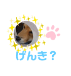 柴犬はなちゃんでーす（個別スタンプ：10）