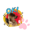 柴犬はなちゃんでーす（個別スタンプ：11）