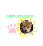 柴犬はなちゃんでーす（個別スタンプ：12）