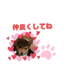 柴犬はなちゃんでーす（個別スタンプ：13）