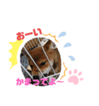 柴犬はなちゃんでーす（個別スタンプ：14）
